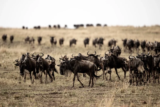 Charl-Stols-Wildebeest-of-Our-Masai-Mara-Safari-in-the-Masai-Mara